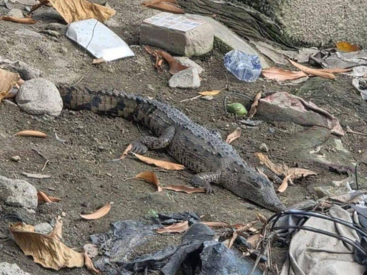 Hallan pertenencias de Kevin Pérez y revelan presencia de cocodrilo en la zona donde buscan a Eliú