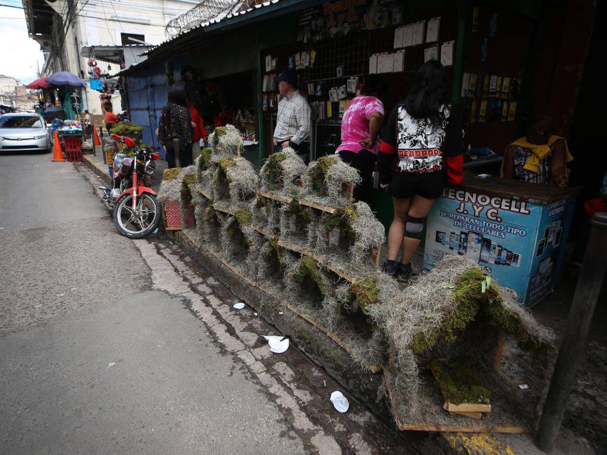 Mercados capitalinos impulsan la tradición de los nacimientos en el Distrito Central