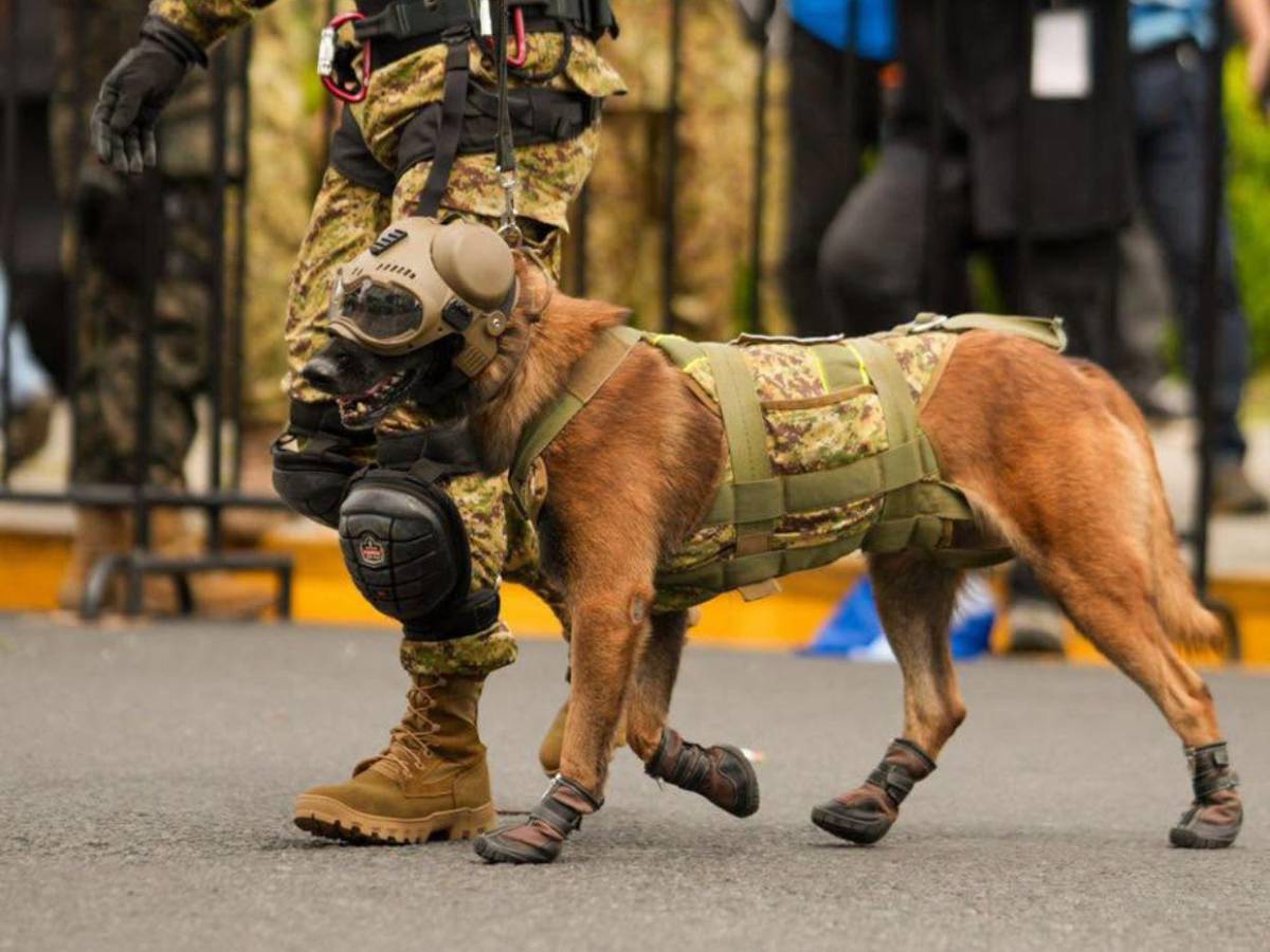 FOTOS: Perros robot sorprenden durante desfile de Independencia en El Salvador