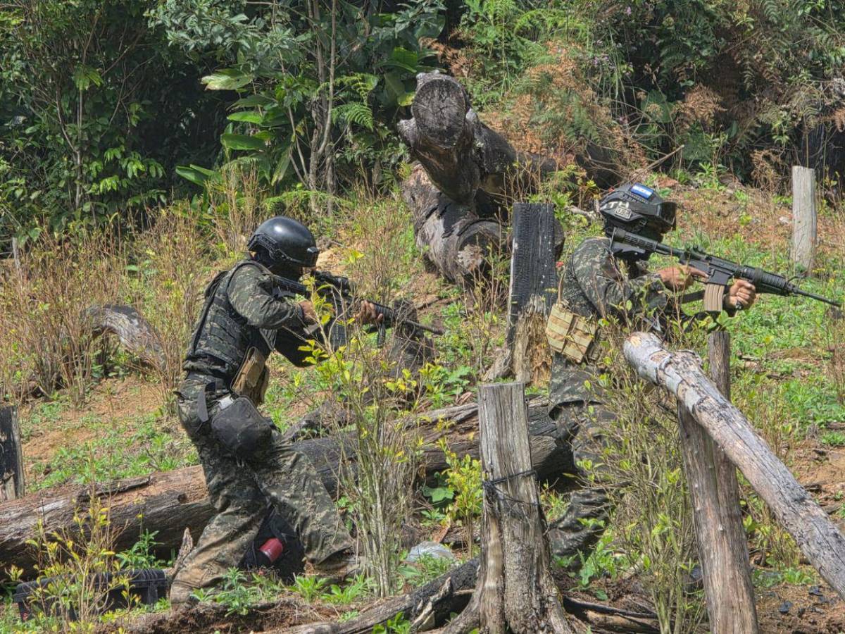 Aseguran 47 mil plantas de droga y narcolaboratorios en zonas montañosas de Colón