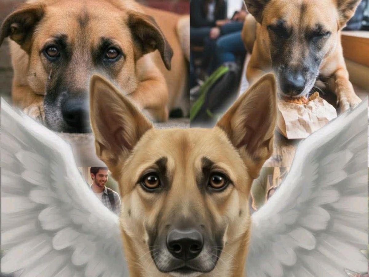 Bella, la perrita que habría sido asesinada al comer vidrio molido en la UNAH