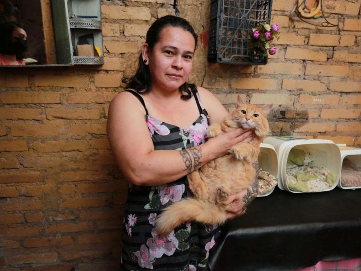 Capitalina crea una guardería para gatos en la San Miguel