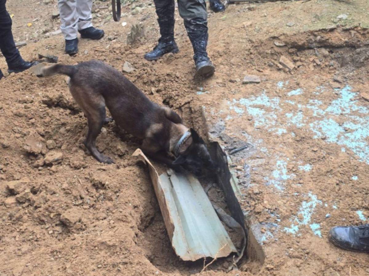 Lleno de drogas y armas: así estaba el búnker de la MS-13 hallado en zona montañosa de Omoa