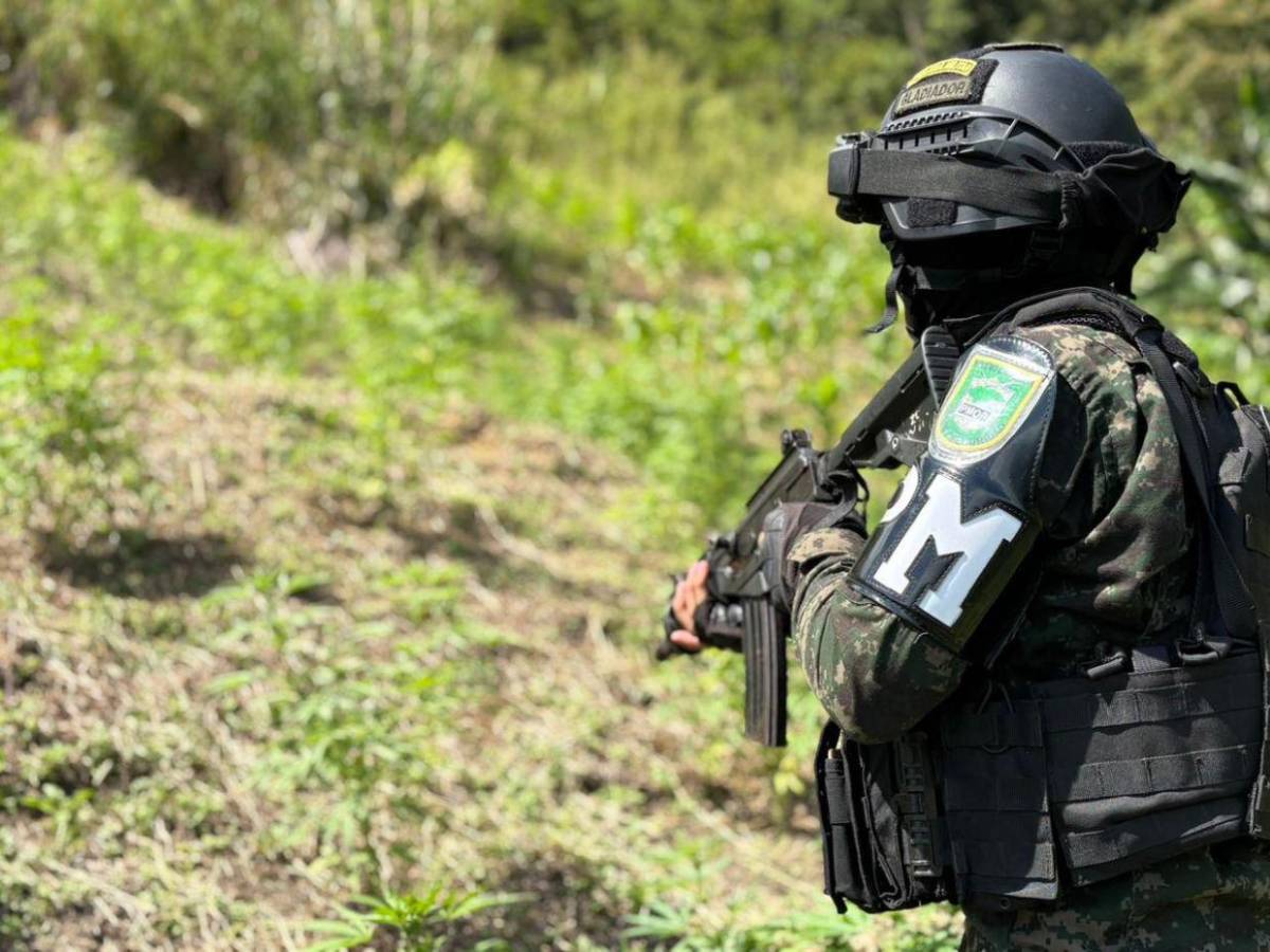 Aseguran 47 mil plantas de droga y narcolaboratorios en zonas montañosas de Colón