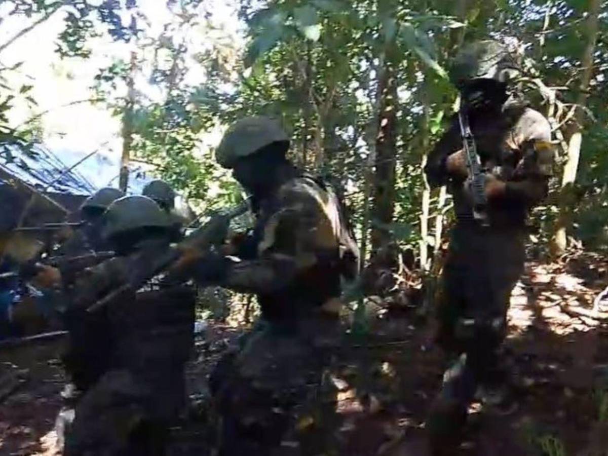 Aseguran plantación con 25 mil arbustos de hoja de coca en Bonito Oriental, Colón