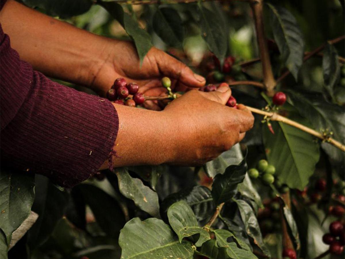 <i>Política de Género del Subsector Café empodera a mujeres en la industria cafetalera.</i>