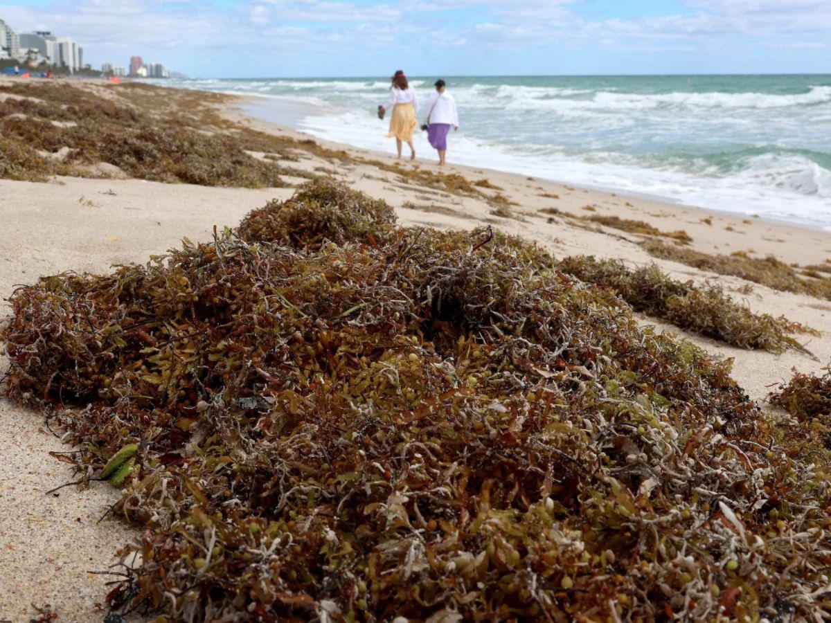 Hallan altas cantidades de bacterias carnívoras en sargazo que llega a playas de Florida
