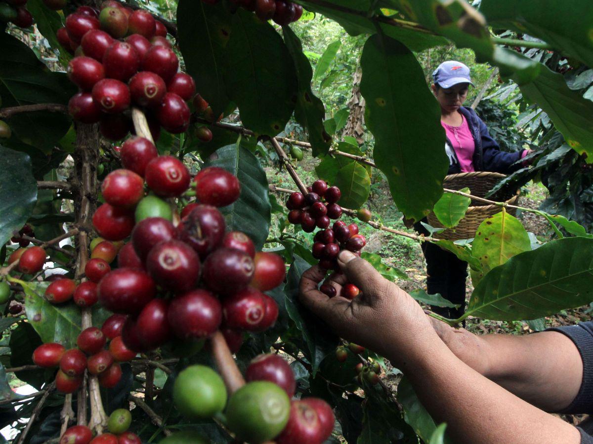 Café hondureño encabeza lista de 30 productos que se exportarán a China