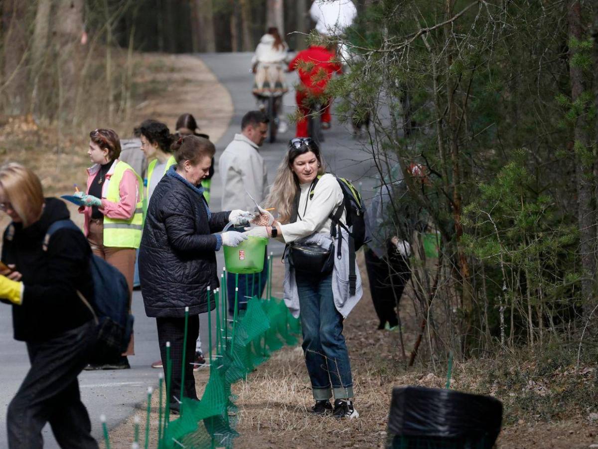 ¡Paso a los anfibios!: San Petersburgo ayuda a las ranas en su migración