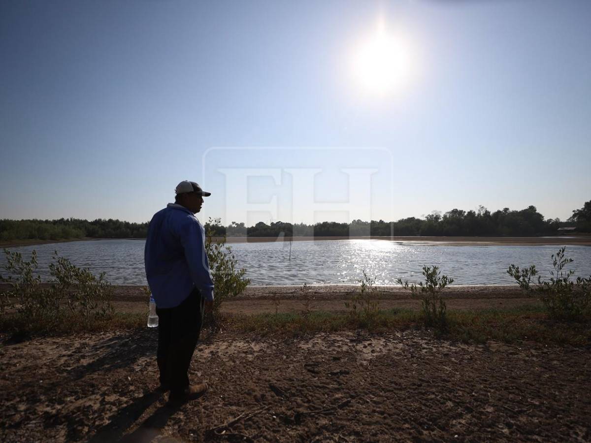 Sin trabajo, sin futuro: crisis en camaroneras golpea a familias en el sur de Honduras