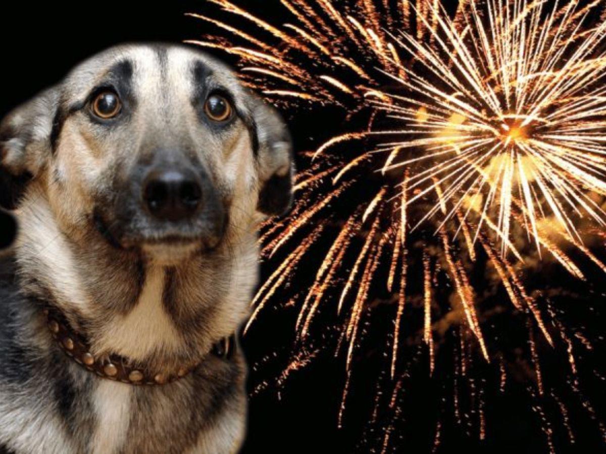 ¡Ellos también son familia! Esta protección necesita tu mascota en las fiestas de fin de año ¡Ellos también son familia! Esta protección necesita tu mascota en las fiestas de fin de año