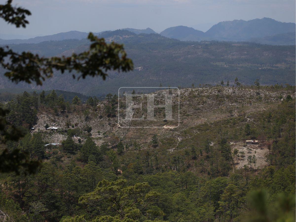 Honduras pierdió 900 mil hectáreas de bosque: Lepaterique entre las zonas más afectadas