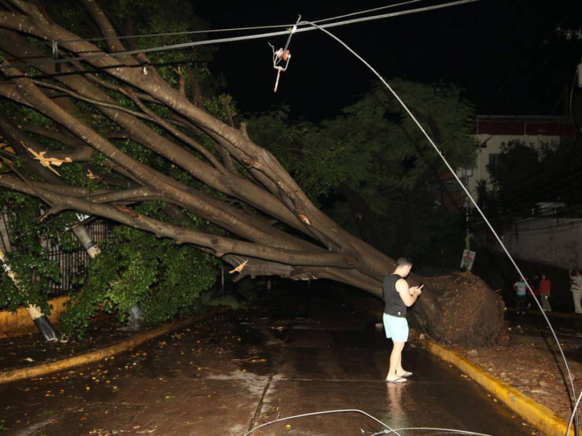Sin electricidad y sin paso vehicular: caos en Palmira tras caída de árbol por las lluvias
