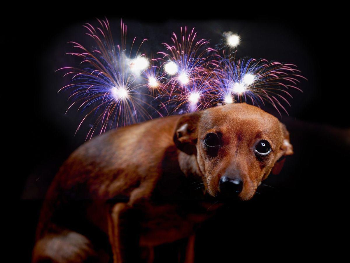 ¡Ellos también son familia! Esta protección necesita tu mascota en las fiestas de fin de año ¡Ellos también son familia! Esta protección necesita tu mascota en las fiestas de fin de año