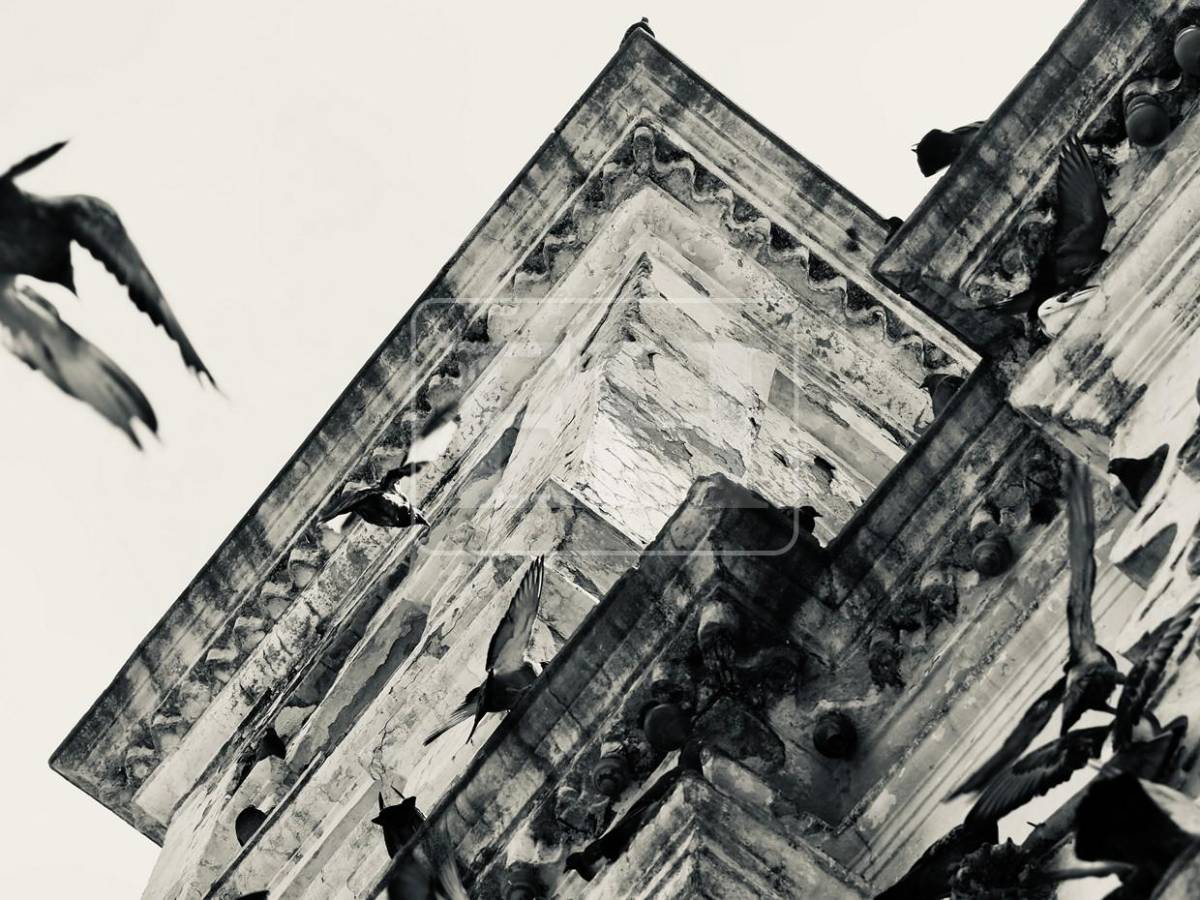 El vuelo de las palomas transforma la Iglesia Los Dolores en una postal única