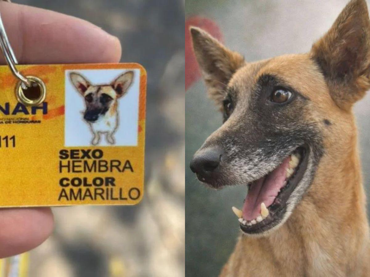 Bella, la perrita que habría sido asesinada al comer vidrio molido en la UNAH