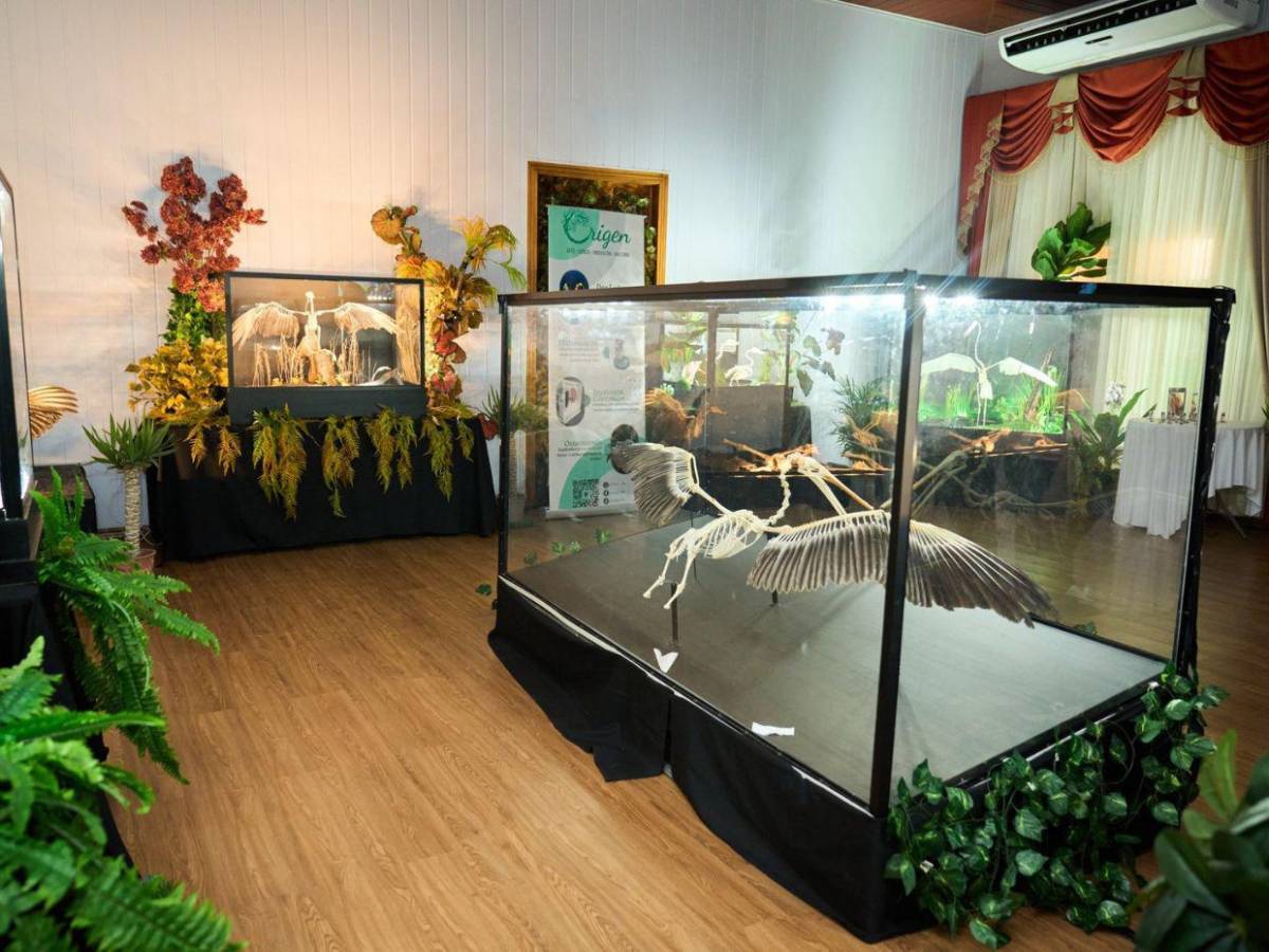 Hondureño transforma placentas en arte y huesos en esculturas sorprendentes