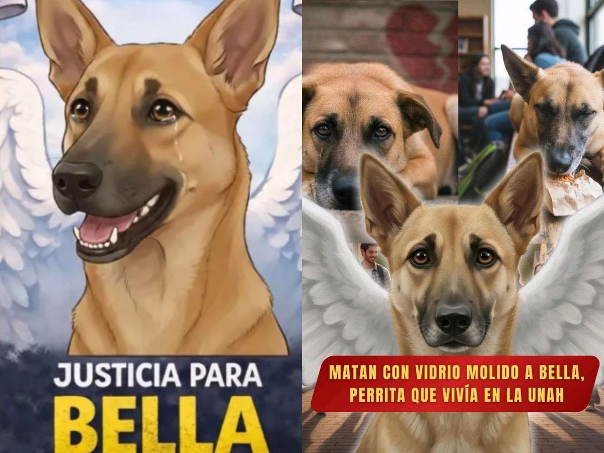 Bella, la perrita que habría sido asesinada al comer vidrio molido en la UNAH