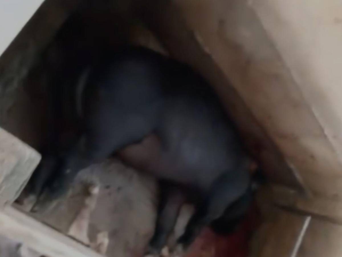 Quemaron la casa y mataron hasta sus animales: caso de los hermanos Alvarado Flores