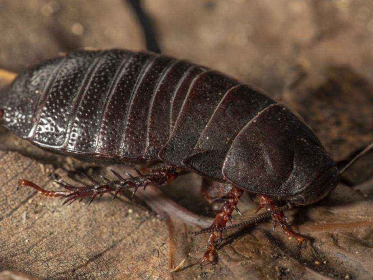 Cucaracha carnívora reaparece luego de 90 años en Australia