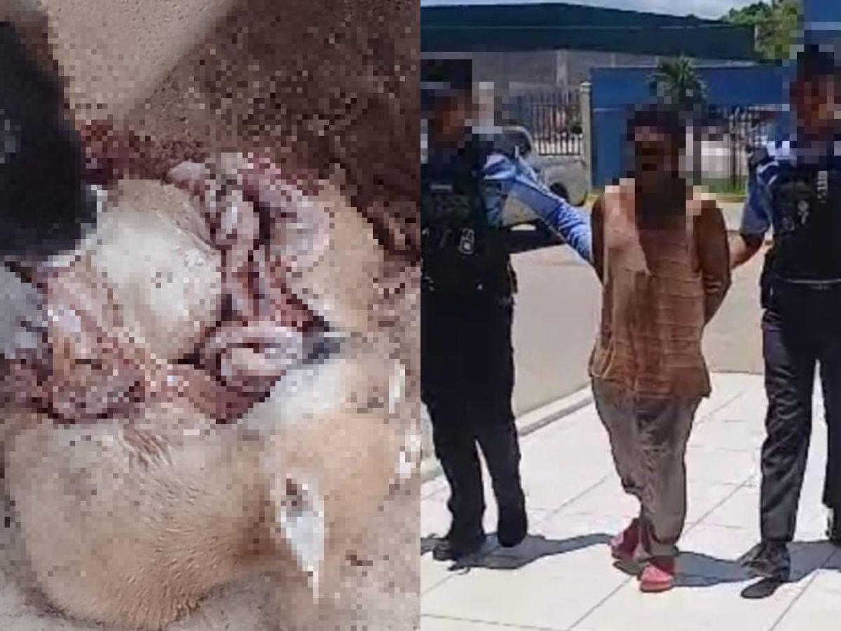 Les sacó los órganos: capturan a hombre en Comayagua mientras mataba a tres perros