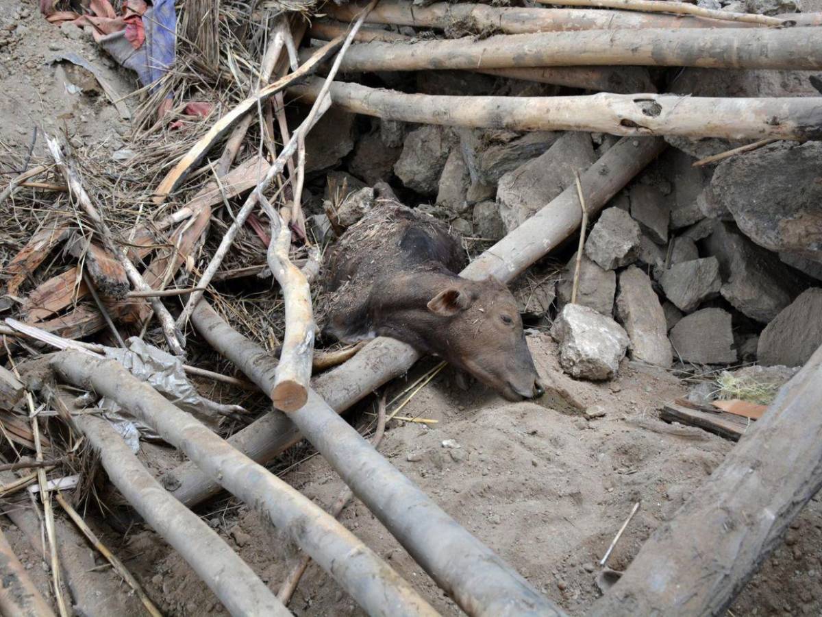 Devastación en Afganistán tras terremoto de 6.0 grados, ¿por qué es tan vulnerable?