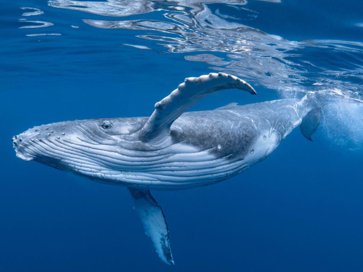 Islandia suspende la caza de ballenas por el bienestar animal