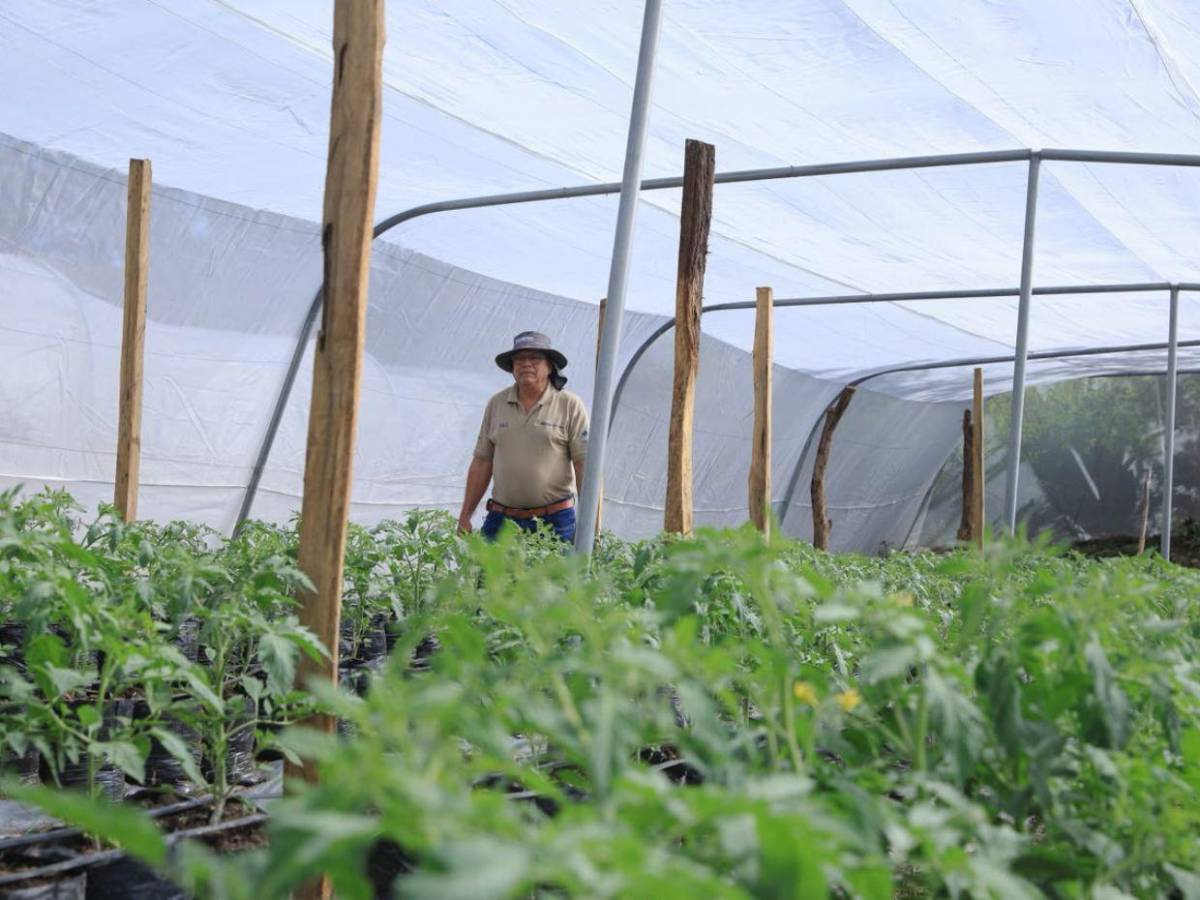 ¿Quiénes podrán acceder al nuevo proyecto agrícola de L455 millones anunciado por Nasry Asfura?