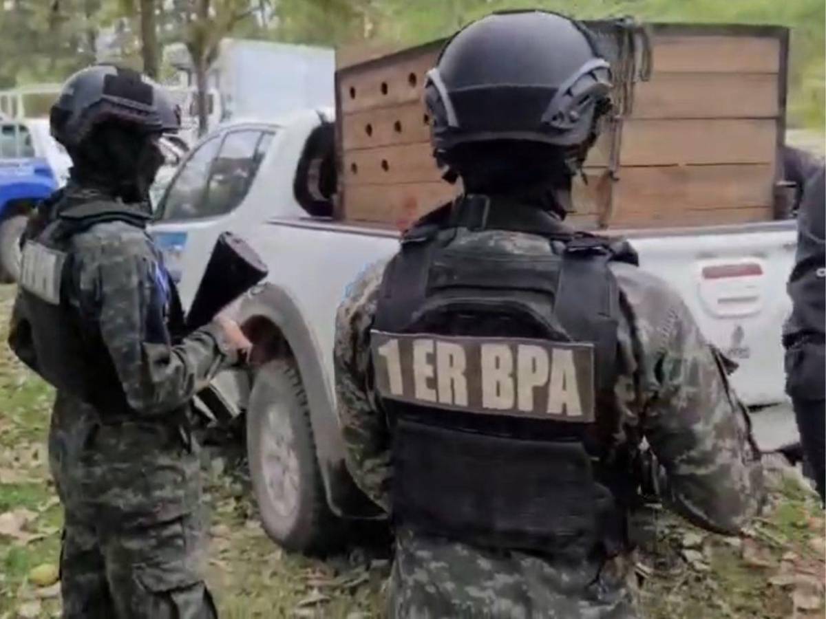 Así fue el rescate de jaguar y otras especies exóticas en cautiverio en Olancho