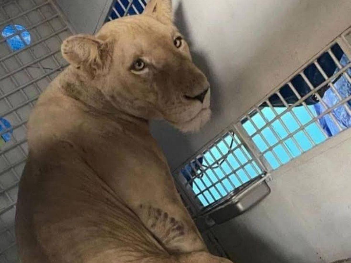 Honduras reubica por primera vez en EE UU a ocho grandes felinos para su conservación