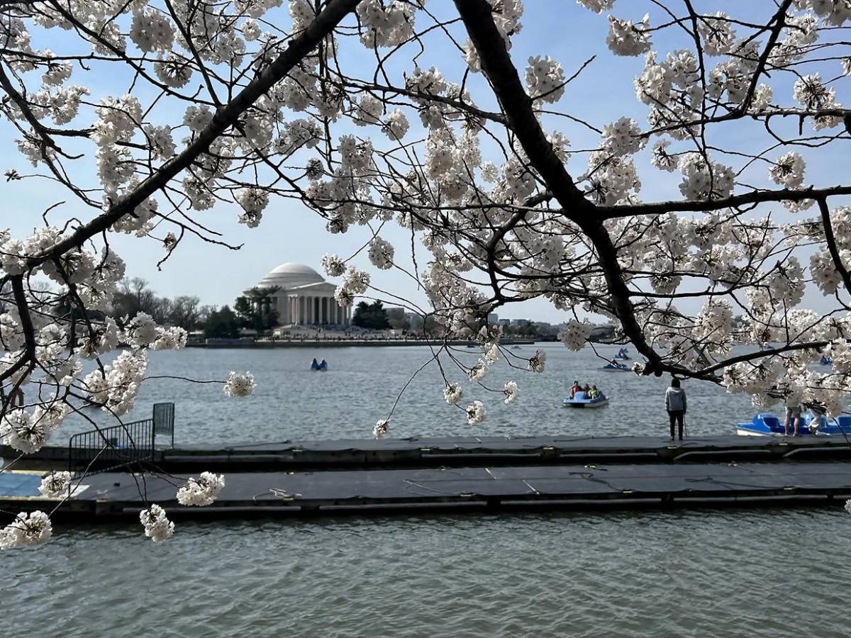 La primavera llega temprano a Washington con el espectáculo de los cerezos