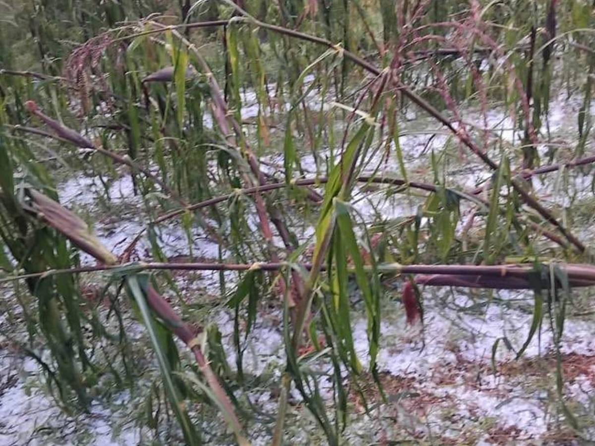 Es una gran decepción: tormenta de granizo causa estragos en cultivos de Intibucá