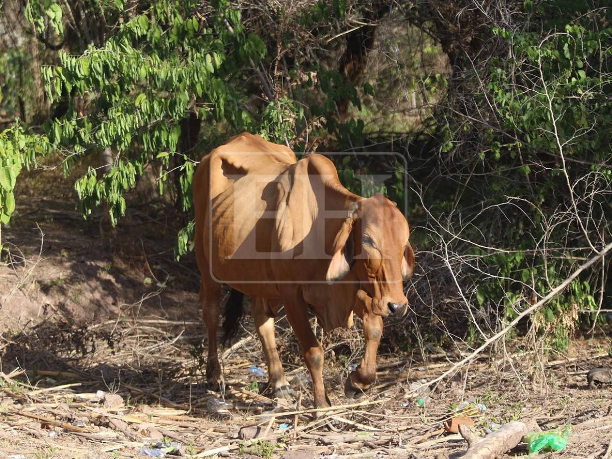 Sin agua ni forraje: la lucha diaria de pequeños ganaderos por salvar sus vacas