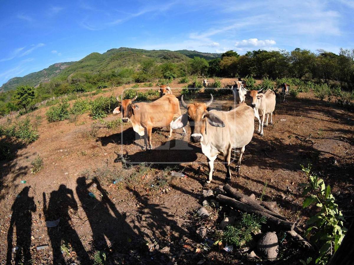 Sin agua ni forraje: la lucha diaria de pequeños ganaderos por salvar sus vacas