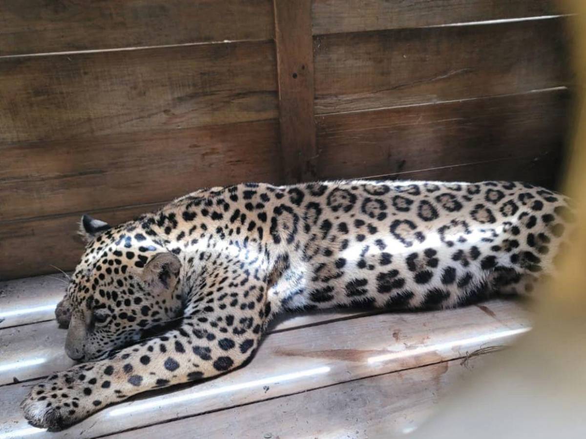 Así fue el rescate de jaguar y otras especies exóticas en cautiverio en Olancho