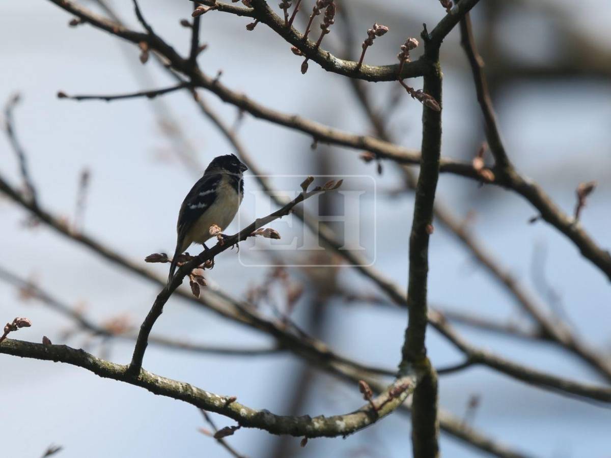 Un recorrido entre las aves que anidan en el corazón verde de Honduras