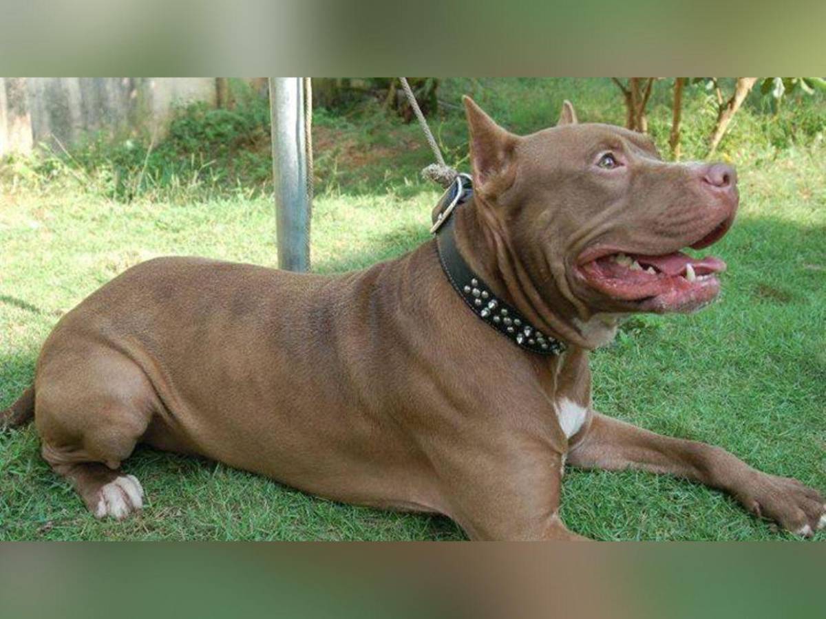 Pitbull dispara un arma por accidente contra su dueño en Memphis, Estados Unidos