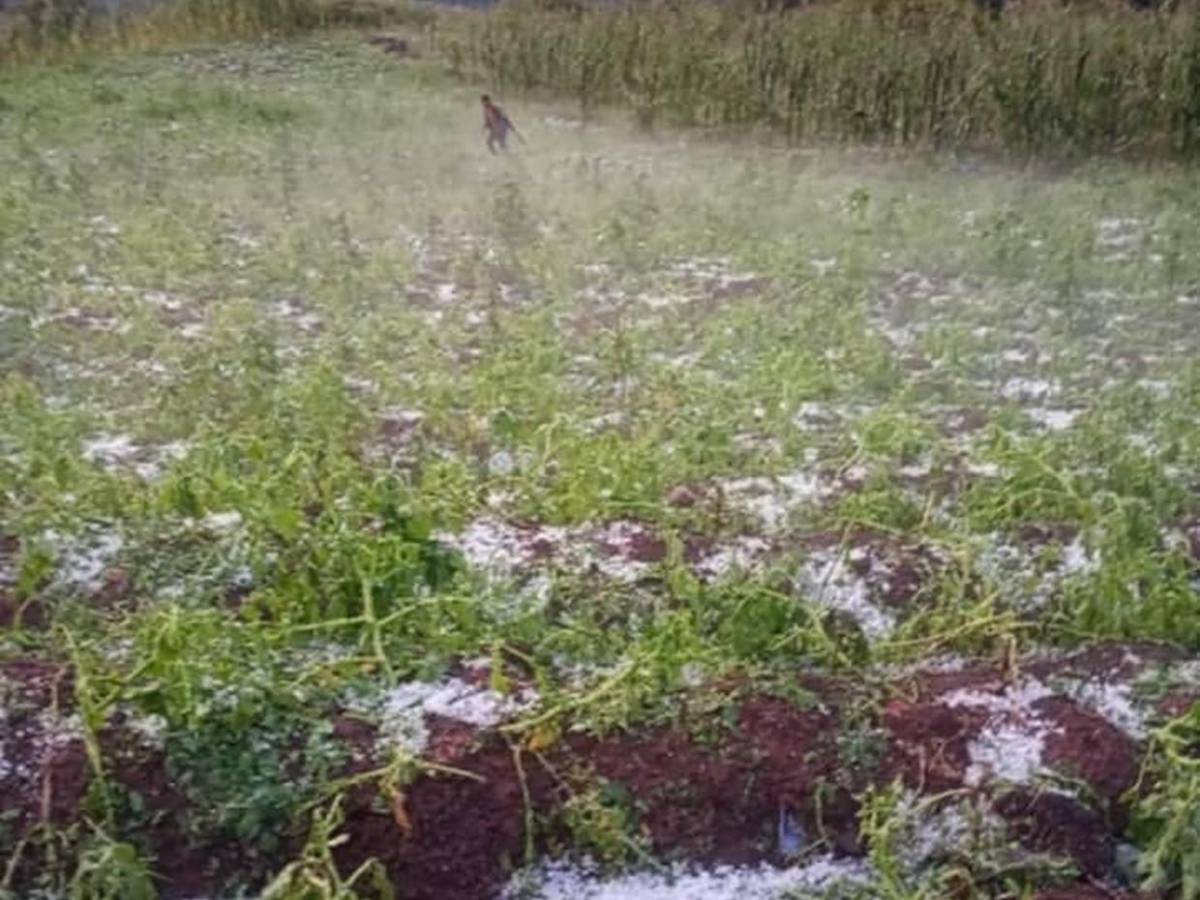 Es una gran decepción: tormenta de granizo causa estragos en cultivos de Intibucá