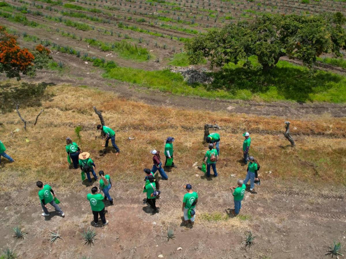 Jalisco reforesta sus bosques tras expansión de cultivos de agave para producir tequila