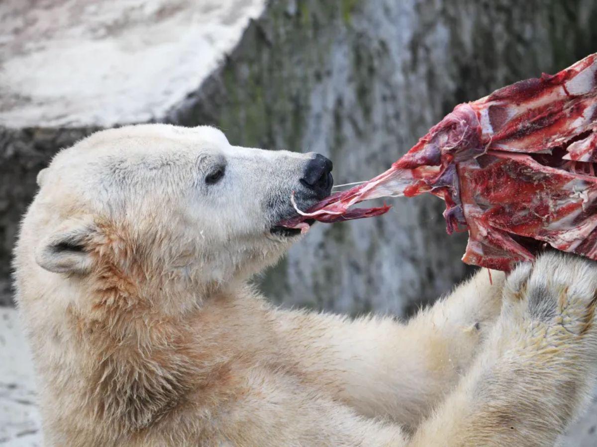 Dos personas mueren en Alaska tras ser atacadas por un oso polar