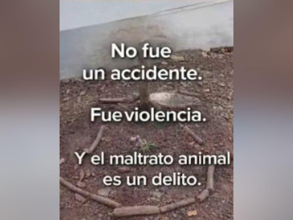 Bella, la perrita que habría sido asesinada al comer vidrio molido en la UNAH