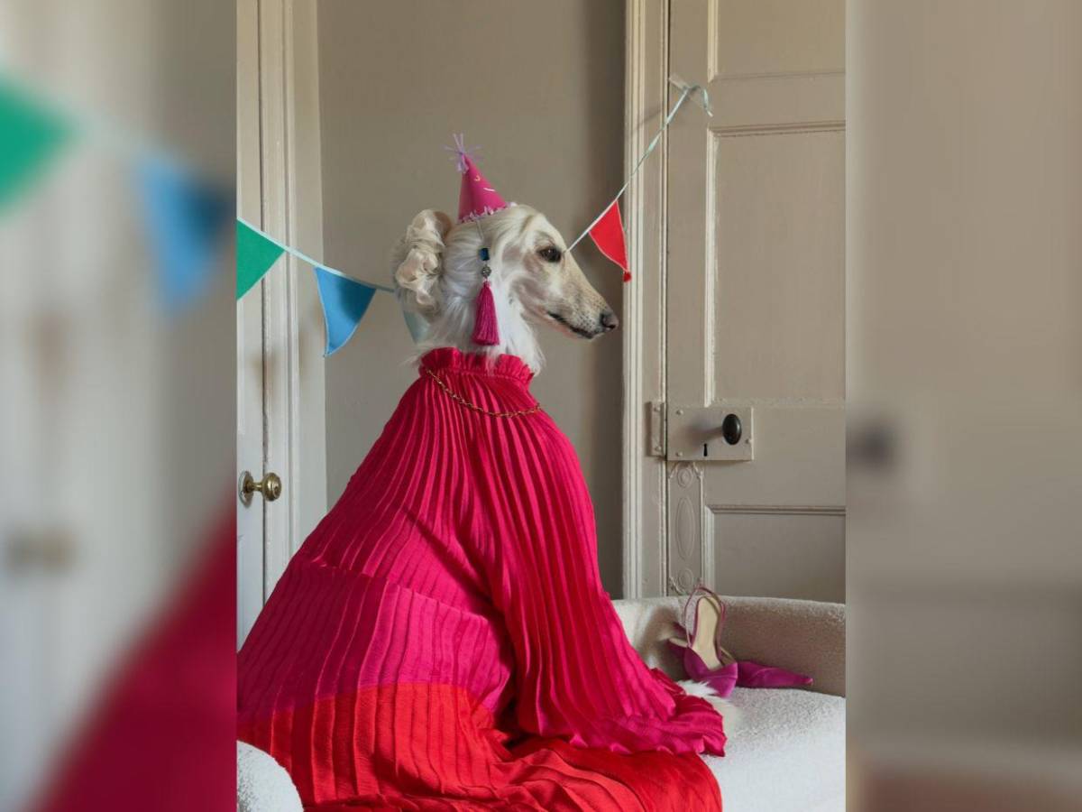 Samantha, la galga afgana que conquista las redes con su glamour de modelo