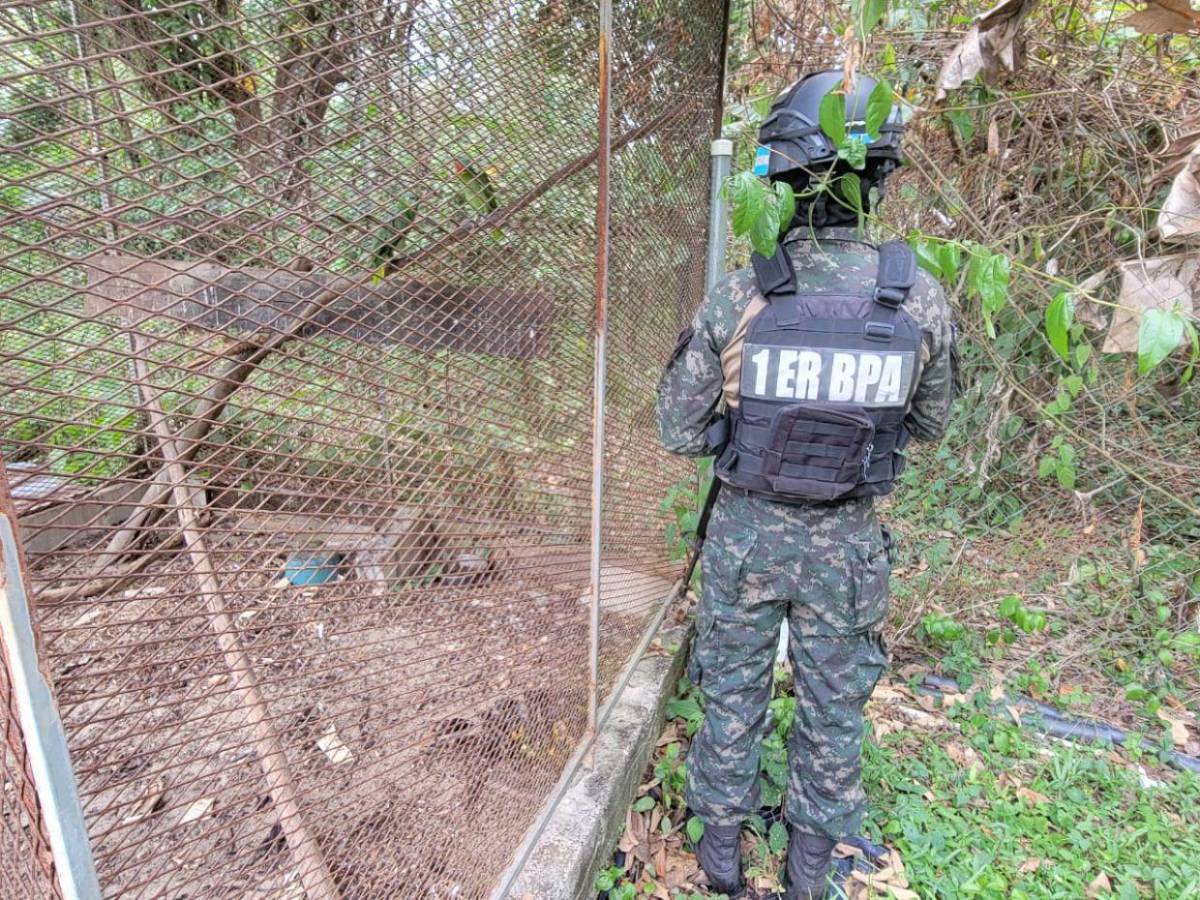 Así fue el rescate de jaguar y otras especies exóticas en cautiverio en Olancho