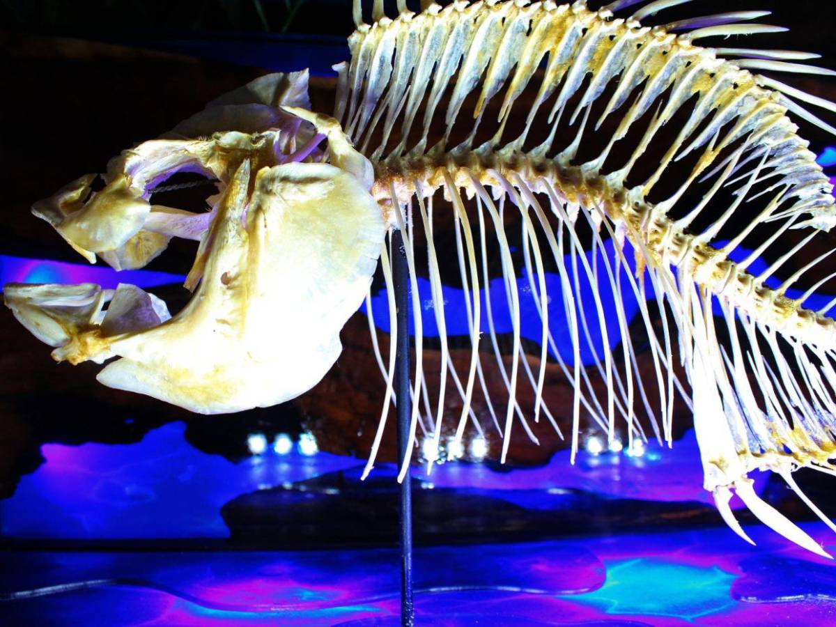 Hondureño transforma placentas en arte y huesos en esculturas sorprendentes