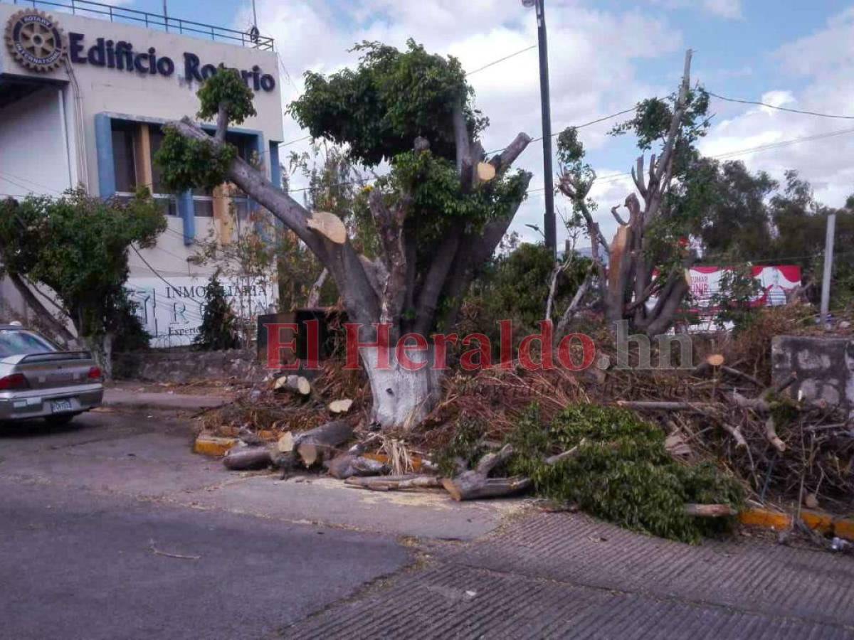 Multas por cortes ilegales de árboles en el Distrito Central han dejado L  220 mil a