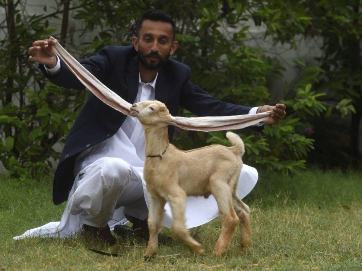 Un cabrito de Pakistán con orejas extremadamente largas se viraliza en internet
