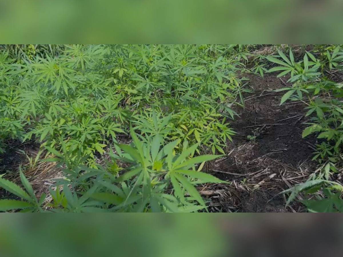 En fotos: así fue el aseguramiento de dos plantaciones de supuesta marihuana en Colón