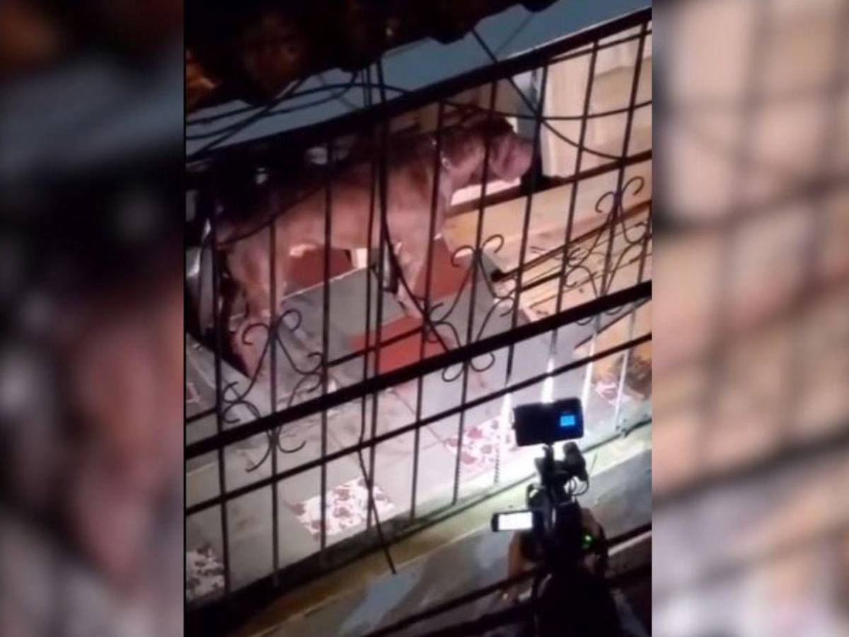 Escuchábamos llorar al perro: Vecinos revelan el trato que recibía el pitbull que mató a su dueño en Tegucigalpa