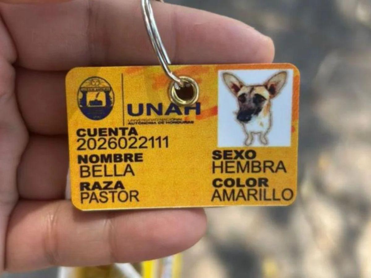 Bella, la perrita que habría sido asesinada al comer vidrio molido en la UNAH