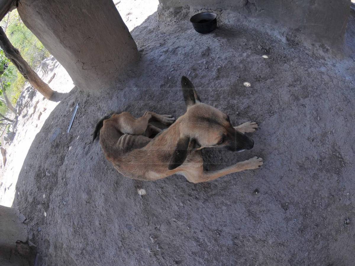 El dolor humano tras la sequía: en el Corredor Seco la situación es crítica, insostenible y urgente